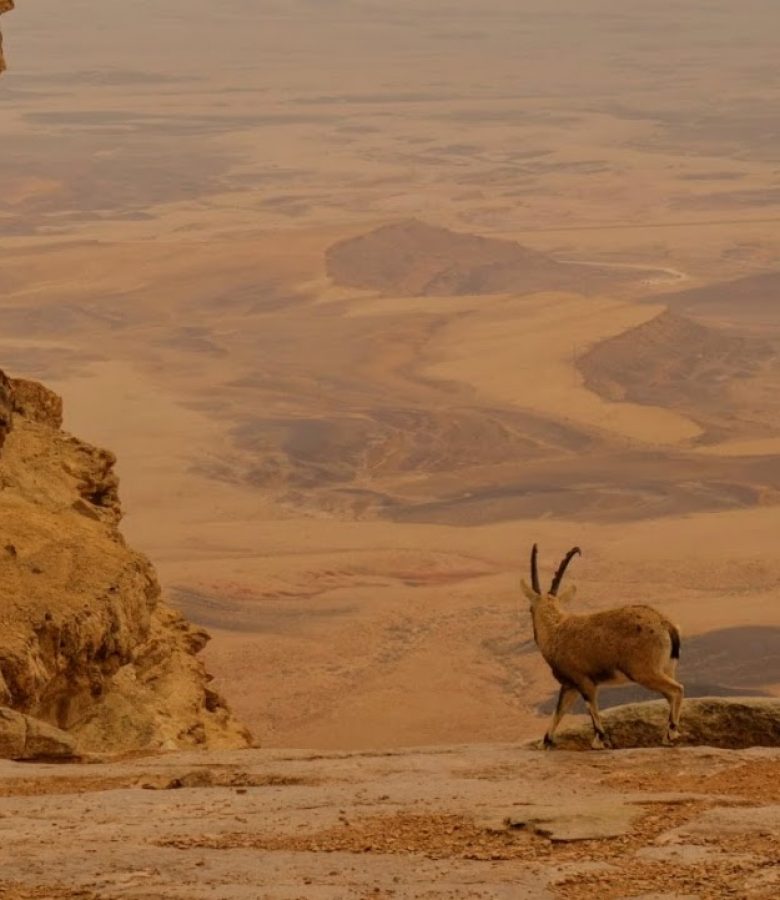 Mitzpe ramon2